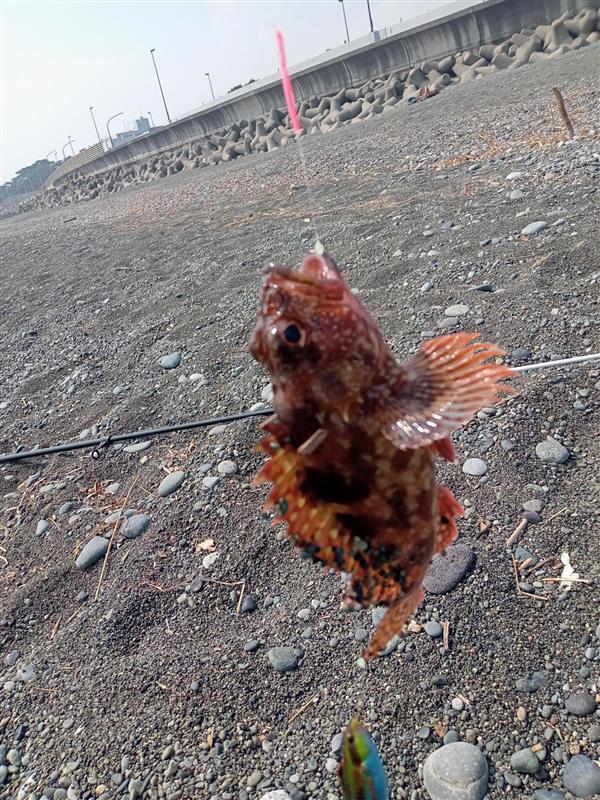 カサゴ